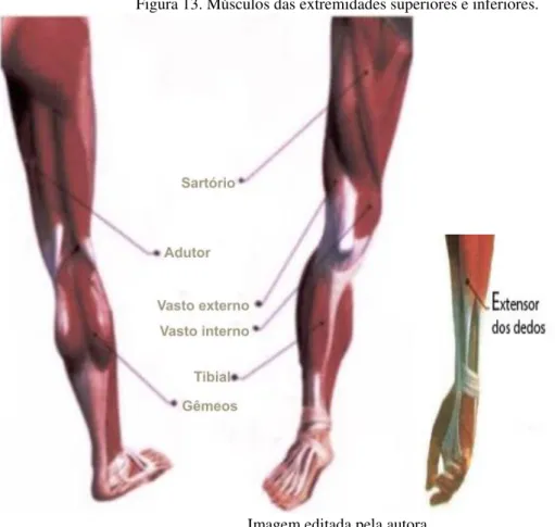 Figura 13. Músculos das extremidades superiores e inferiores. 