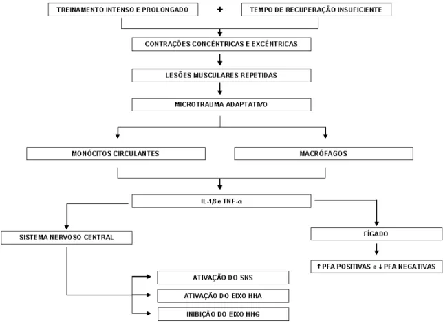 Figura  3  –  Representação  esquemática  dos  efeitos  das  citocinas  pró-inflamatórias  secretadas  após  o  microtrauma adaptativo sobre o sistema nervoso central (SNC) e fígado