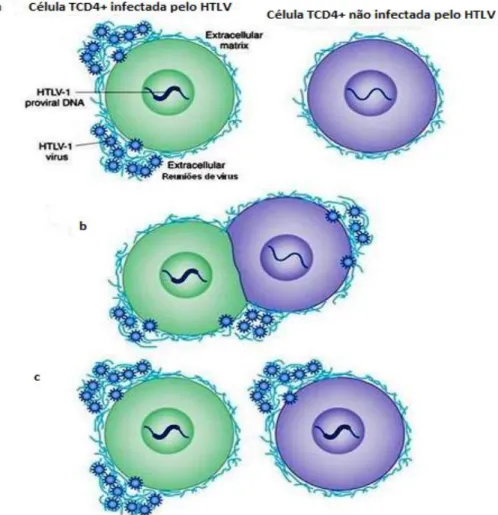 Figura 8: Em a, b e c: Transmissão célula-célula pelo HTLV-1 através das reuniões extracelulares