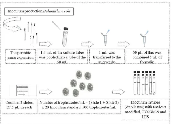 Figure 1. Flow chart of the inoculum production.