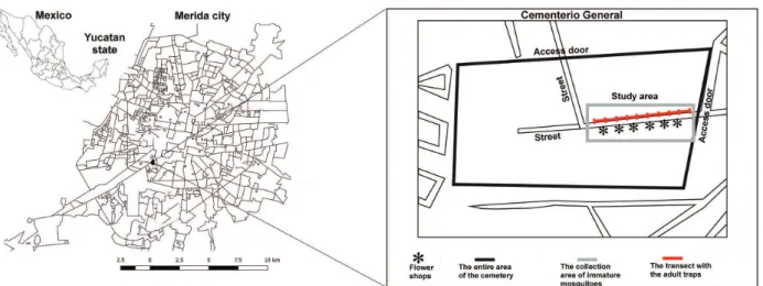 Figure 1 - Study area in the cemetery “Cementerio General” of Merida city, Yucatan, Mexico