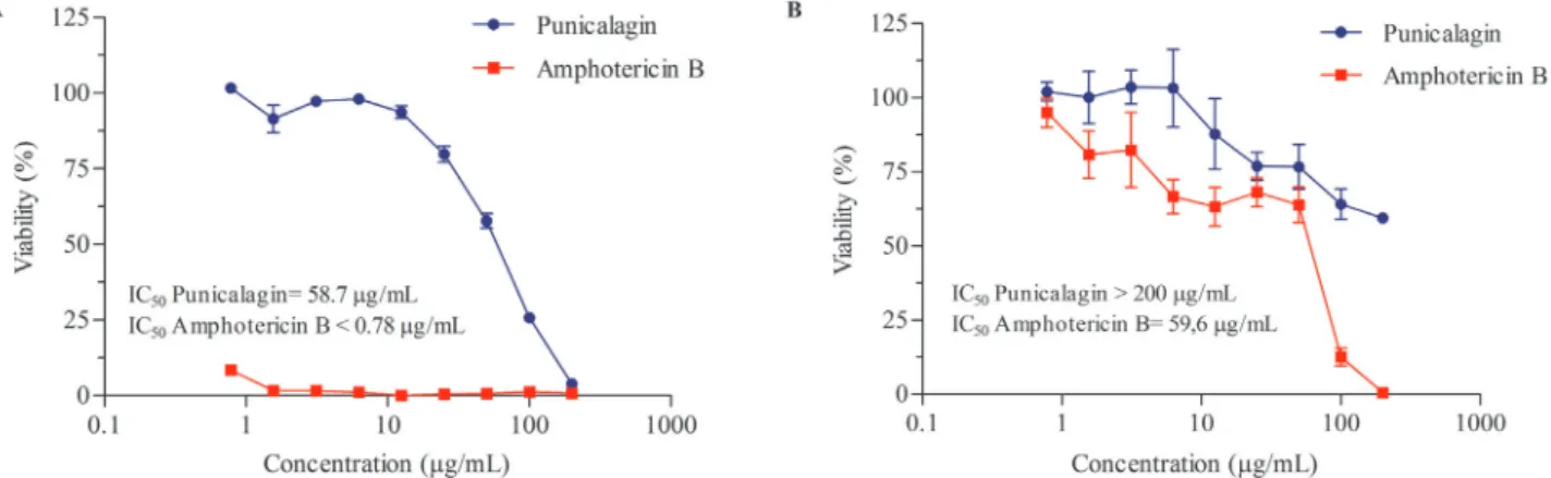 Figure 2 - A) Viability of BALB/c3T3 cells exposed with different concentrations of punicalagin and amphotericin B (both at  0.78-200 µg/mL) for 48 h using 3T3 neutral red uptake (NRU) assay; B) Cell viability curve of human alveolar epithelium A549 at  di