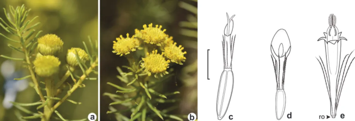 Figure 1 – Capitula and florets of  Baccharis aliena –  a. homogamous pistillate capitulum; b