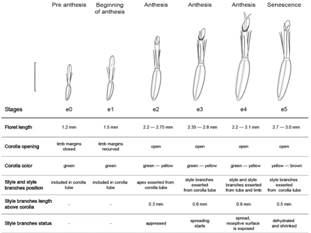 Figure 2 – Floret phenological stages in homogamous capitulum of  Baccharis aliena . The gray shaded area indicates  the floret surface with secretions