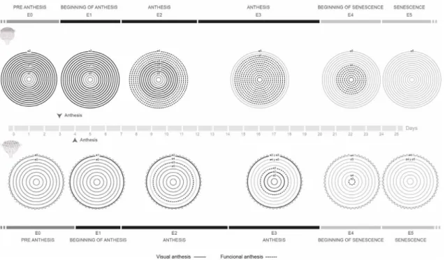 Figure 3 – Capitula phenology of  Baccharis aliena . The concentric circles represent the different series of capitulum  florets