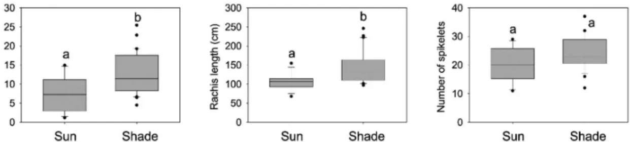 Figure 1 – Boxplots of infructescence dry weight, rachis length and number of spikelets of  Aechmea distichantha plants grown in the sun and in the shade