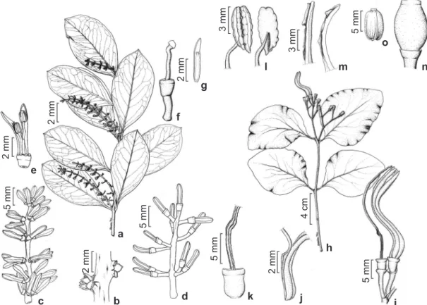 Figura 5 – a-g. Peristethium reticulatum – a. hábito; b. detalhe das brácteas; c. inflorescência masculina; d