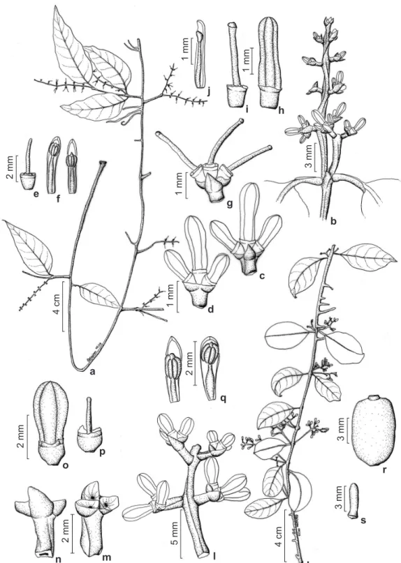Figura 6 – a-j. Struthanthus marginatus – a. hábito; b. inflorescência masculina; c-d