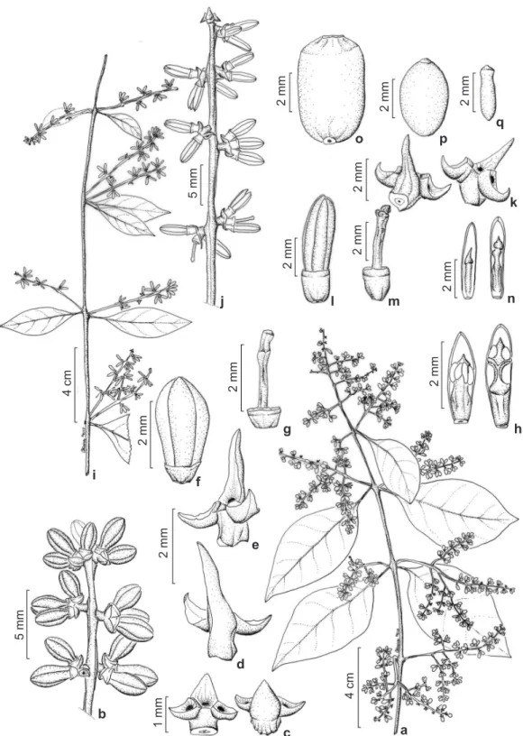 Figura 4 – a-h. Passovia pedunculata (planta masculina) – a. hábito; b. detalhe da inflorescência; c-e
