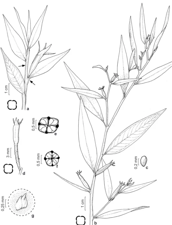 Figura 2 – a. Ludwigia decurrens – hábito mostrando caule alado (seta), folhas lanceoladas e cápsulas 4-aladas
