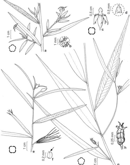 Figura 3 – a-b. Ludwigia leptocarpa – a. hábito com frutos; b. detalhe do ramo piloso