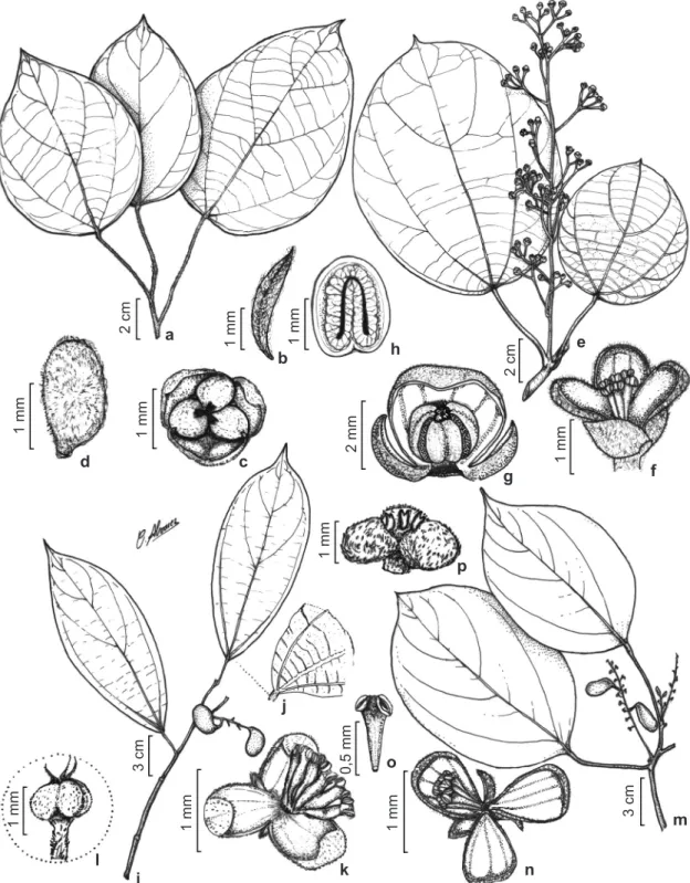 Figura 2 – a-d. Abuta pahnii – a. ramo estéril; b. bráctea; c. vista frontal da flor pistilada; d