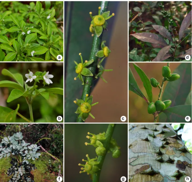 Figura 2 – Fotos de Rutaceae nas cangas de Carajás. a-b. Ertela trifolia. c-e. Pilocarpus carajaensis