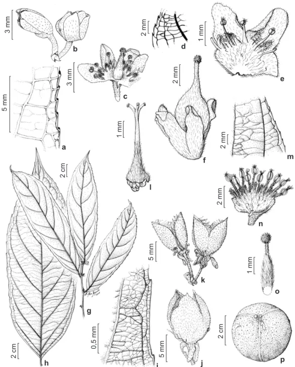 Figura 1 – a-c. Casearia arborea – a. detalhe da margem da folha; b. botões florais; c