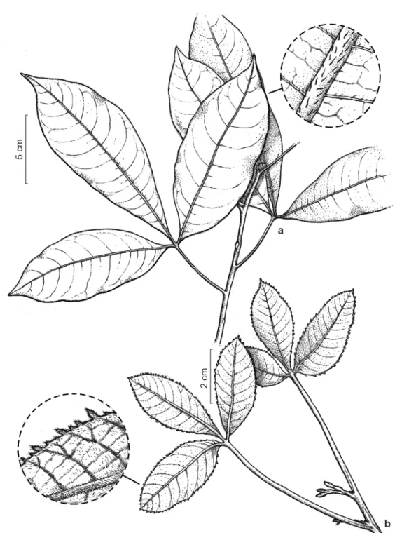 Figura 1 – a. Allophylus latifolius – ramo evidenciando folhas trifolioladas e vista abaxial da lâmina do folíolo com  detalhes para o indumento das nervuras secundárias e principal