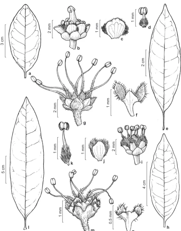 Figura 2 – a-g. Matayba guianensis – a. lâmina foliar; b. flor pistilada; c. pétala; d