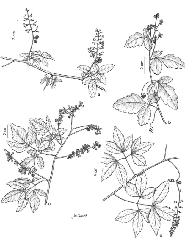 Figura 3 – a. Serjania caracasana – hábito. b. S. confertiflora – hábito. c. S. fuscifolia – hábito