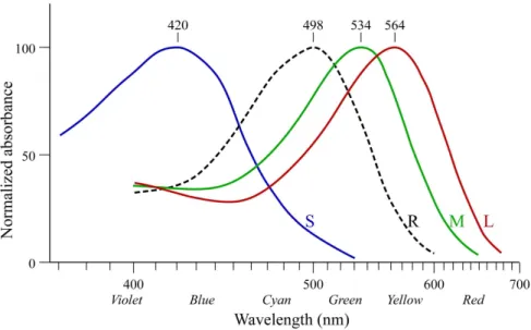 Figure 2.2 – Normalised absorption spectra of the human cone (S,M,L) and rod (R) cells.