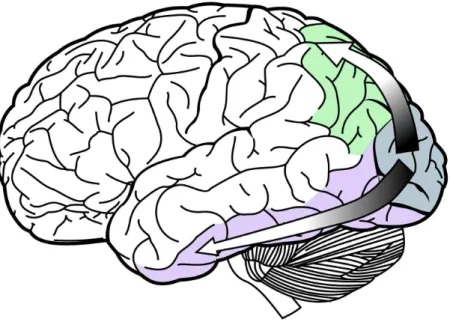 Figure 2.3 – Visual pathways from the visual cortex (blue). The dorsal stream (green) and ventral stream (purple)