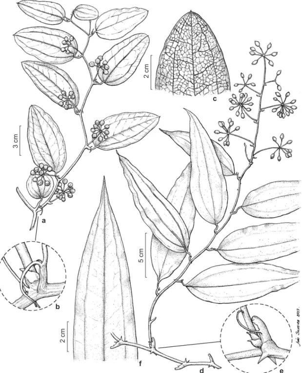 Figura 1 – a-c. Smilax irrorata – a. hábito; b. detalhe da axila do ramo, evidenciando profilo e gavinhas; c