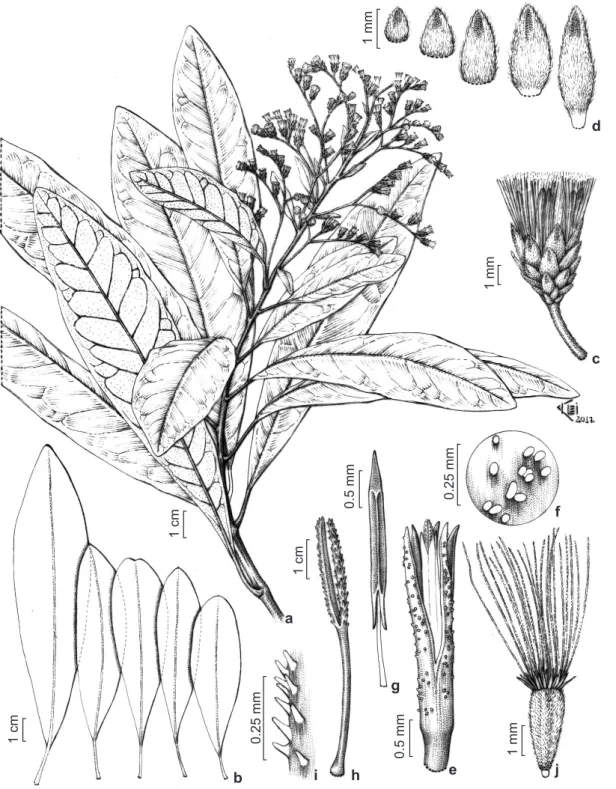 Figure 6 – a-j. Vernonanthura spathulata – a. reproductive branch; b. leaf shape variation; c