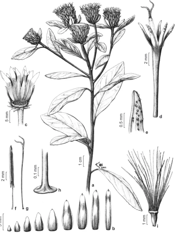 Figure 3 – a-i. Lessingianthus squamosus – a. reproductive branch; b. involucral bracts; c