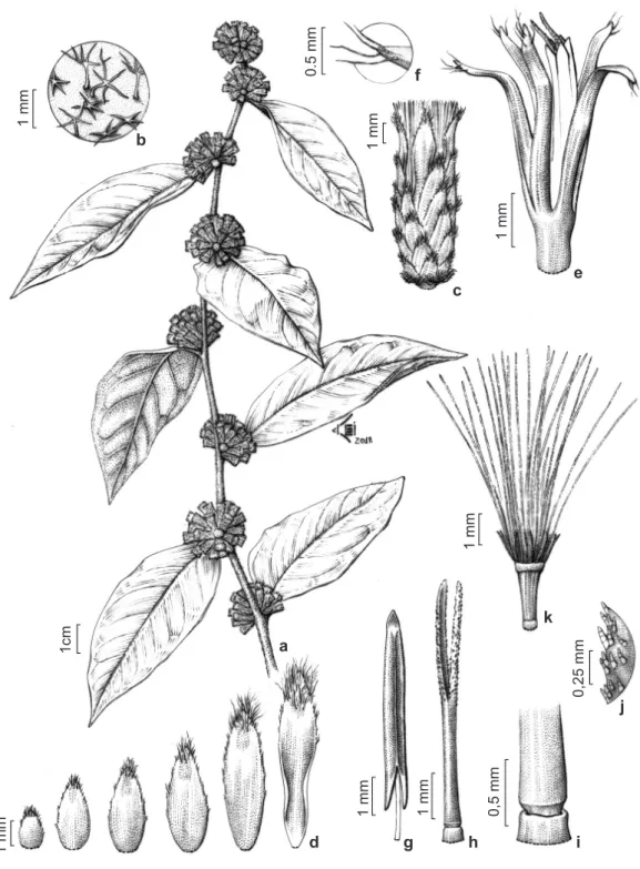 Figure 4 – a-k. Piptocarpha barbata – a. reproductive branch; b. trichomes; c. involucre; d