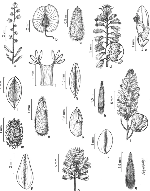 Figura 3 – a-b. Monnina insignis – a. ramo com inflorescência; b. fruto. c. Polygala appendiculata – c