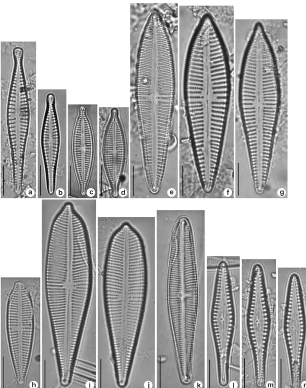 Figura 4 – Imagens em microscopia óptica – a,b. G. pantropicum; c,d. G. parvulum var. lagenula; e-g