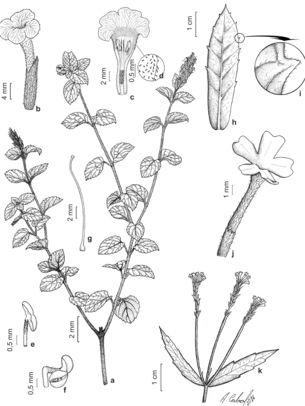 Figura 2 – a-g. Stachytarpheta mexiae – a. hábito; b. vista externa da flor; c. corte longitudinal da corola; d