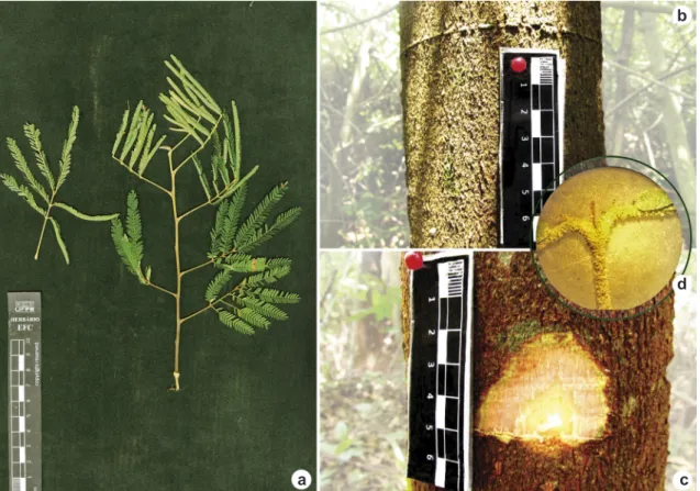 Figura 10 – Mimosa scabrella – a. ramo castanho ferrugíneo, folhas bipinadas alternas; b