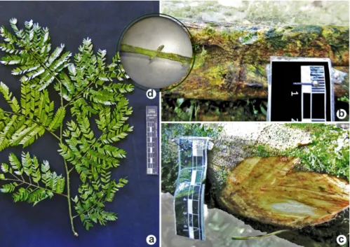 Figure 11 – Schnella microstachya – a. branches with alternated leaves and woody tendrils, simple bilobed leaves with palmate venation; 