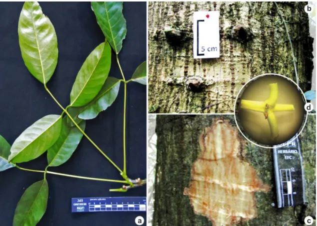 Figura 4 – Erythrina falcata – a. ramo com folhas alternas, trifolioladas com dois pares de glândulas; b