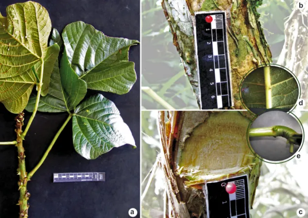 Figura 5 – Erythrina speciosa – a. ramos com acúleos e estípulas foliáceas, folhas trifolioladas com folíolos deltoides; b