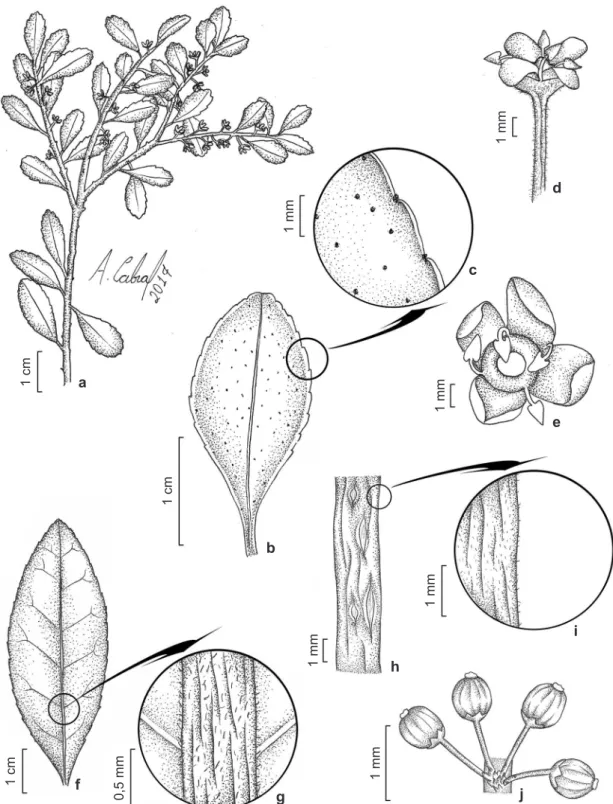 Figura 1 – a-e. Ilex dumosa – a. hábito; b. face abaxial da folha; c. detalhe das glândulas punctiformes e da margem  da folha; d