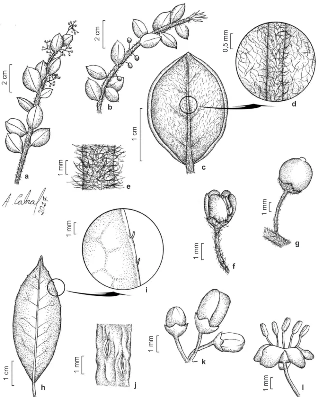 Figura 2 – a-g. Ilex subcordata – a. ramo com flores; b. ramo com frutos; c. face abaxial da folha; d
