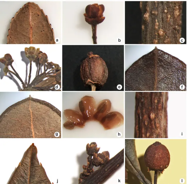 Figura 3 – a,b. Ilex dumosa – a. face abaxial da folha; b. botão floral. c-e. I. paraguariensis – c