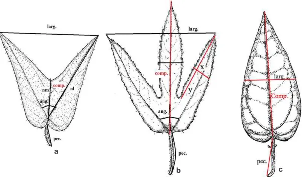 Figura 2 – a-c. Contorno das folhas demonstrando o método de medidas – a. Passiflora capsularis – folha bilobada  (comp