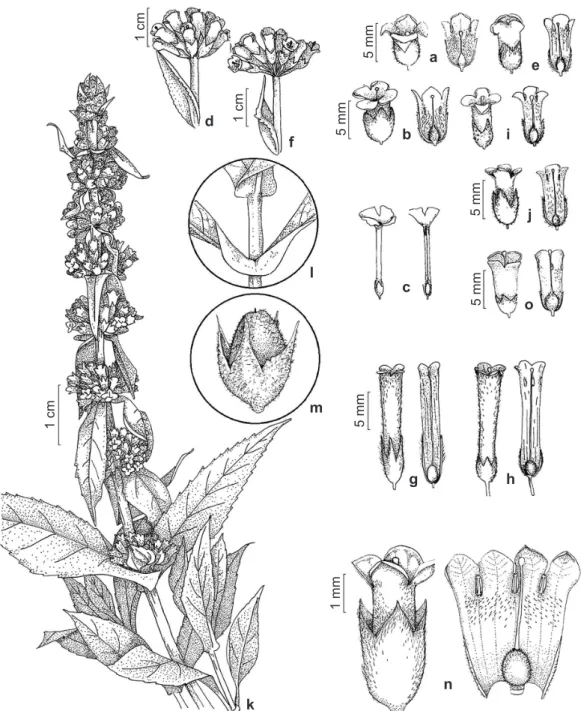 Figura 1 – a. Buddleja brachiata – flor inteira e seccionada. b. B. cuneata – flor inteira e seccionada