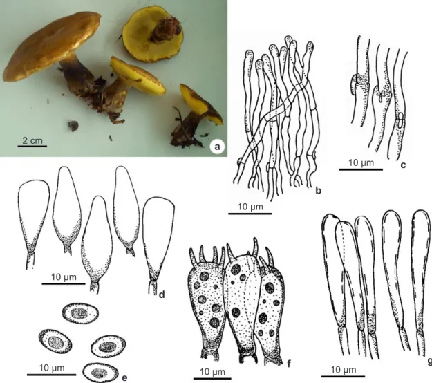 Figure 1 – a-g. Phlebopus beniensis – a. fresh basidiomata; b. pileipellis; c. clamp connections from pileipellis; d