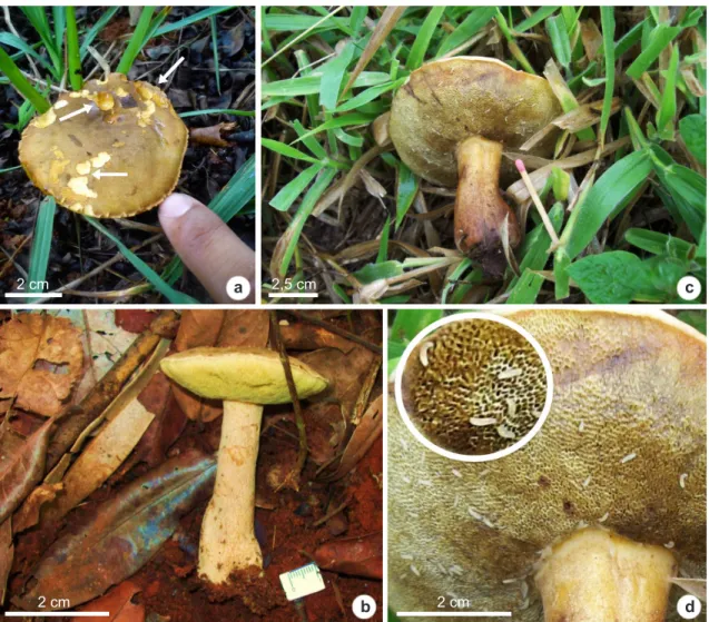 Figure 2 – a-d. fresh basidiomata of Phlebopus beniensis – a. growing on grass in disturbed areas (arrows show  signals of mycophagy); b