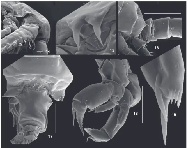 Figure 14-19. Argyrodiaptomus bergi adults, scanning electron microscope (SEM) photomicrographs: (14) rostrum, proximal segments of right (geniculate) antennule of male; (15) rostrum; (16) genital somite of male, lateral view; (17) posterior prosomites and
