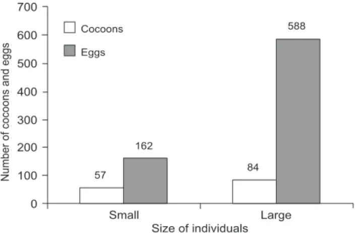 Figure 1. Number of cocoons and number of eggs laid by Limnodriulus hoffmeisteri by small (initial average weight 6.63 ± 1.28 mg) and large individuals (initial average weight 12.44 ± 3.99 mg), at 15 ± 1°C.