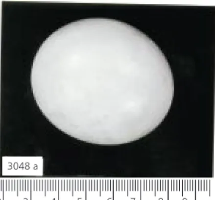 Fig. 3 — Egg shell of Geochelone carbonaria.