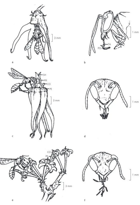 Fig. 1 — Polybia ignobilis (Hymenoptera, Vespidae) visiting flowers of Oxypetalum spp