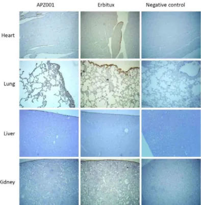 Figure 1 -  Cross activity staining by IHC in Cynomolgus monkey organs of APZ001 and Erbitux