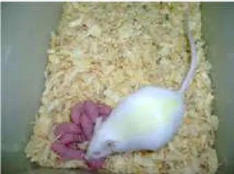 Figure 1   -  Female  with  their  cubs  on  the  day  of  childbirth / euthanasia.