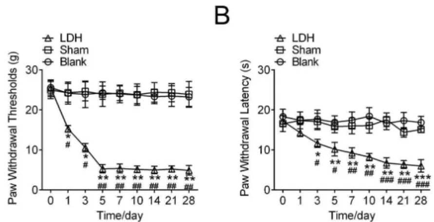 Figure 1  - Behavioral responses to mechanical stimulation of hind paw and heat in lumbar disc herniated  models