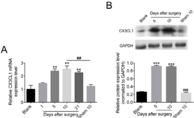 Figure 2  - Expression of CX3XL1 to the LDH rats in the DRG. DRG of LDH rats and control groups were collected  for analysis in the presented time points