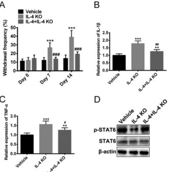 Figure 3 -  Deletion of IL-4 accelerated mechanical  allodynia  and  pro-inflammatory  cytokines  production  in  mice